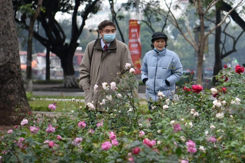 Vườn hồng khoe sắc tại không gian đi bộ hồ Thiền Quang