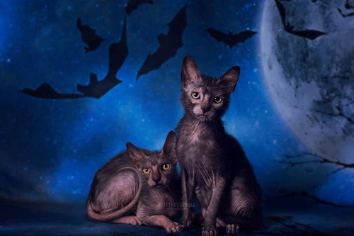 Kỳ lạ, loài mèo cực quý hiếm mang nhiều đặc tính của chó