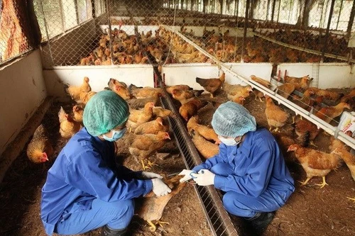 Hà Nội xử lý nghiêm các trường hợp không chủ động khai báo dịch cúm gia cầm 