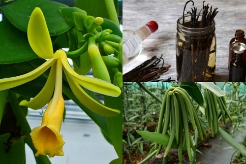 Loại cây được dùng gia vị đắt thứ hai thế giới, chỉ nở vào đúng duy nhất 1 ngày trong năm