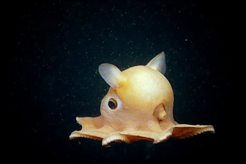 Phát hiện loài bạch tuộc "tai voi" quý hiếm hình dạng giống nhân vật hoạt hình