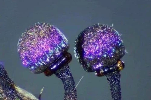 Ngắm mãi không chán loài nấm được mệnh danh đẹp nhất thế giới