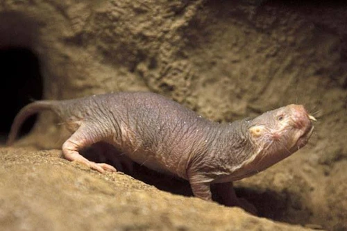 Giải mã bí ẩn về chuột chũi Đông Phi có thể sống sót gần 20 phút mà không cần oxy