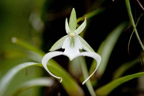 Loài hoa quý hiếm bậc nhất có tên gọi đầy bí ẩn và rất đắt đỏ