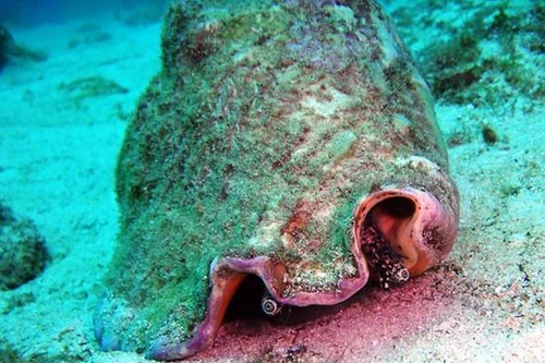 Những loài động vật có khả năng tái sinh siêu phàm, sống sót trong không gian