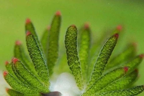 Loài sên biển đẹp lạ lùng chỉ ăn duy nhất 1 lần trong đời và có thể quang hợp