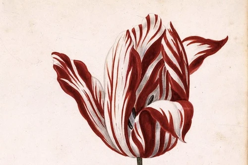 Mê mẩn những loài hoa đắt giá nhất hành tinh, có tiền cũng khó mua