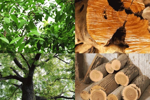 Loại cây ‘triệu đô’ được cả thế giới săn lùng 