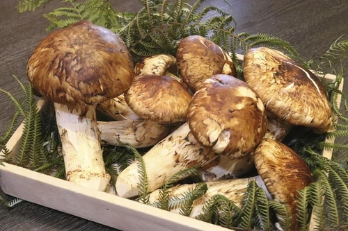 Loại nấm quý hiếm trong ẩm thực Nhật Bản, được giới nhà giàu săn lùng 