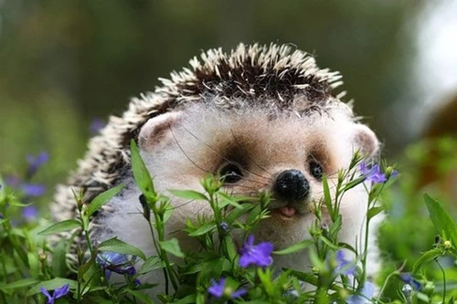 Loài nhím gai miễn nhiễm một số loài cây độc nhưng không ăn được phô mai...