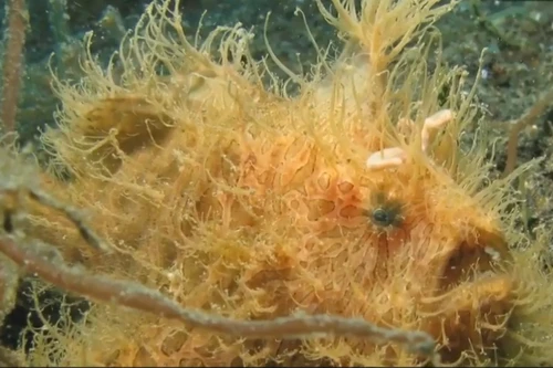 Loài cá 'lông lá' kỳ lạ đi bộ dưới đáy biển, chỉ tốn 1/6.000 của 1 giây để đớp con mồi