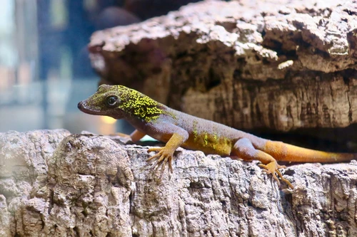 Những loài tắc kè độc đáo, kỳ lạ nhất Việt Nam