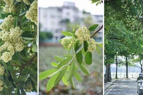 Loại cây nhiều người dị ứng, nhưng được làm vị thuốc dân gian rất nhiều công dụng 