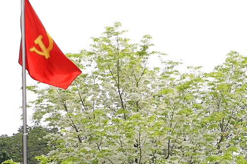 Hà Nội đẹp dịu dàng mùa hoa sưa