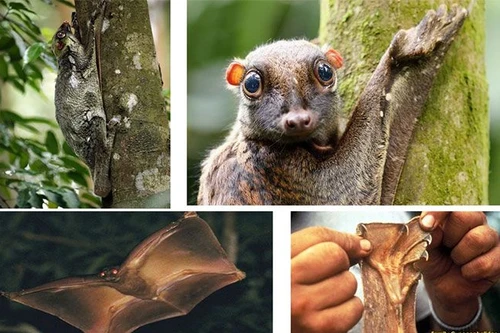 Khám phá loài chồn "biết bay" nằm trong Sách Đỏ của Việt Nam