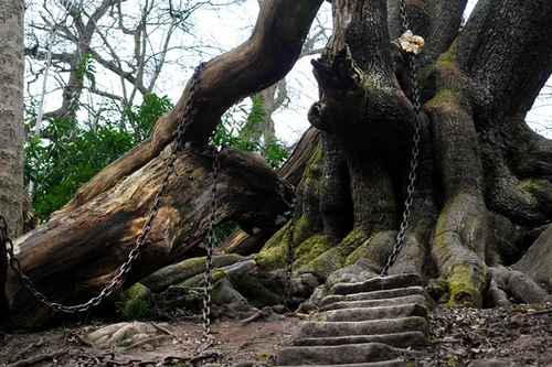 Câu chuyện bí ẩn cây sồi già bị xiềng xích mang “lời nguyền” ám ảnh hàng trăm năm