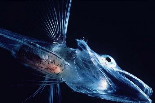Top những loài sinh vật có cơ thể trong suốt, lấp lánh như thủy tinh 