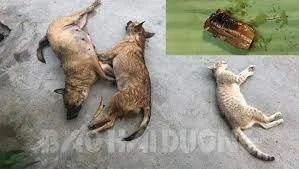 Tìm bị hại trong vụ trộm cắp tài sản