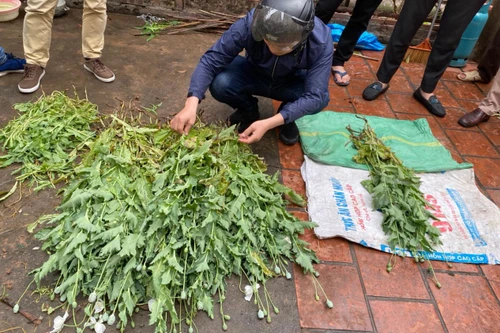 Hà Nội: Xử lý nghiêm vụ trồng gần 400 cây anh túc để… ngâm rượu