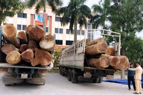 Chặn 2 xe tải chở hàng chục tấn gỗ Táu không rõ nguồn gốc
