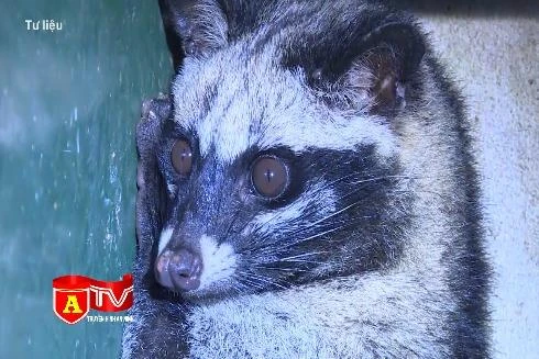 Buôn bán động vật hoang dã trái phép vẫn diễn biến phức tạp