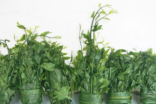 Mùa rau rừng xứ Lạng