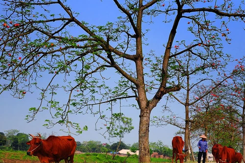 Đi qua mùa hoa gạo