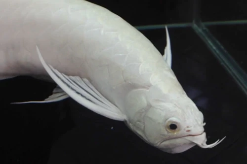 Bạch Long Oai Chấn xuất hiện tại Hà Nội