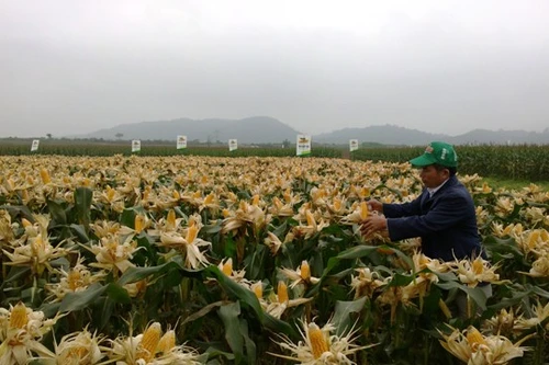 Ngô biến đổi gene sẽ được canh tác tại Việt Nam