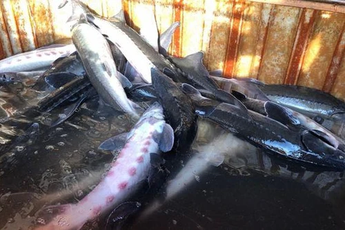 Hải quan "siết" cá tầm nhập khẩu Trung Quốc