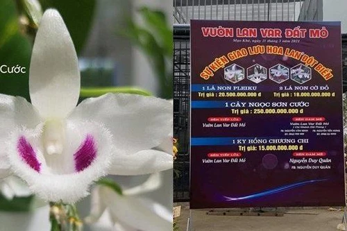 “Thổi giá” lan đột biến trăm tỷ: Cơ quan thuế sẽ kiên quyết vào cuộc rà soát