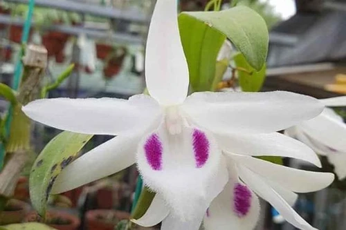 Mua bán lan đột biến tiền tỷ sẽ bị đánh thuế như thế nào?