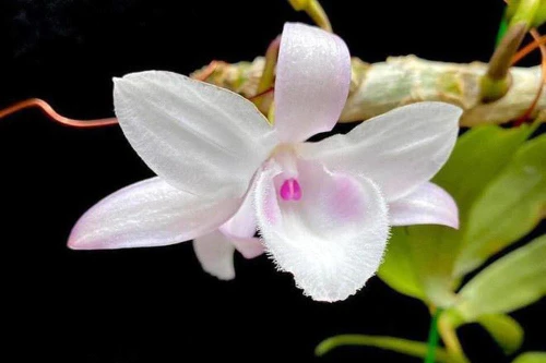 Thế chấp nhà, đất vay tiền kinh doanh lan đột biến, ngành Ngân hàng lên tiếng cảnh báo