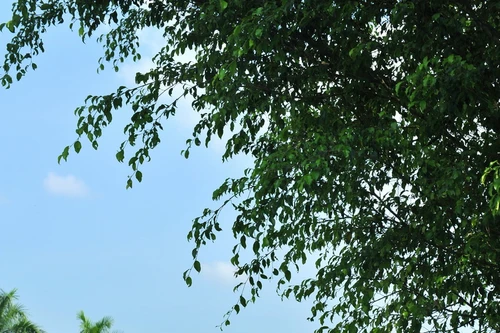 Thêm cơ hội cho nhà đầu tư