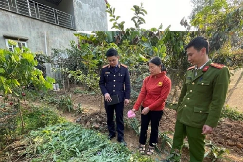 Trong vườn rau phát hiện gần 1,5 tạ “cây lạ”