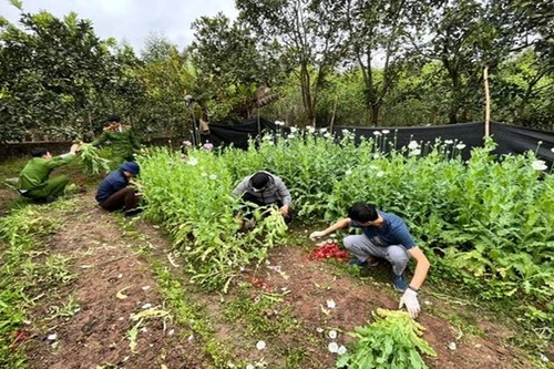 Trồng hơn 2.000 cây thuốc phiện trong vườn nhà