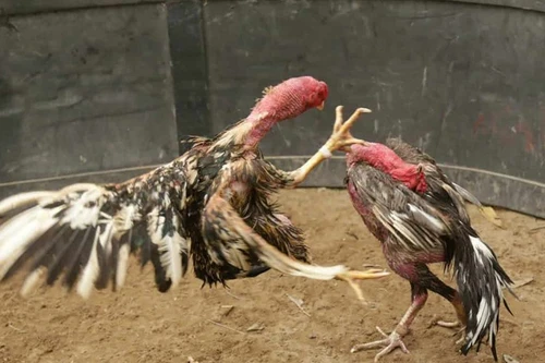 Phát hiện hơn 30 đối tượng đang tổ chức “đá gà” ăn tiền