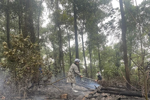 Kịp thời xử lý cháy rừng tại huyện Ba Vì