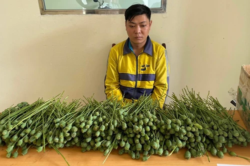 Khởi tố bị can hai đối tượng mua bán gần 10kg cây, quả anh túc