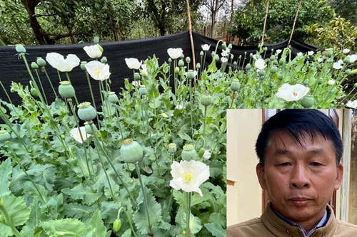 Khởi tố bị can trồng hàng nghìn cây thuốc phiện trong vườn 