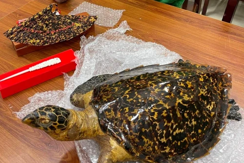 Bắt đường dây buôn bán tiêu bản thú quý hiếm