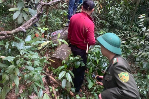 Khởi tố nhóm đối tượng phá rừng đặc dụng ở Sơn Động