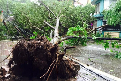 Sở Xây dựng Hà Nội trả lời nguyên nhân khiến gần 3.000 cây xanh đổ trong mưa bão