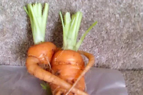 Ngộ nghĩnh hình hai củ cà-rốt như… đôi tình nhân