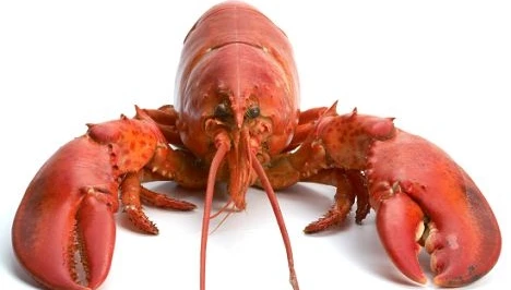 Được tha vì... chỉ ăn trộm những thứ cần thiết