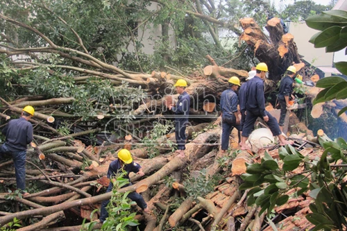 Cây đa cổ thụ hơn 100 tuổi bật gốc trong mưa giống
