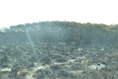Cháy 3 ha rừng tràm quý do tàn thuốc