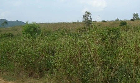 Một người dân tộc hiến 4.000m2 đất để mở đường giao thông