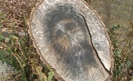 Phát hiện hình chúa Jesus trên gốc cây bị chặt