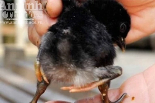 Xôn xao vì con gà 4 chân